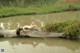 A naked woman laying on a log in the water.